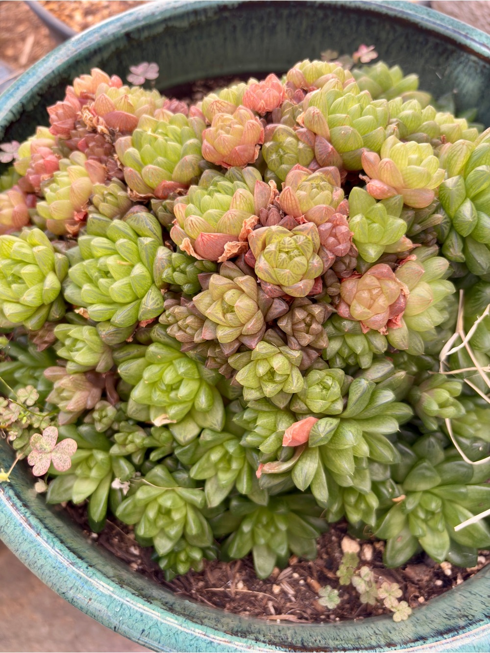 Cathedral Window Haworthia or Cushion Aloe / live plant - Picture 3 of 3